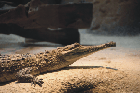 Alligator Bay